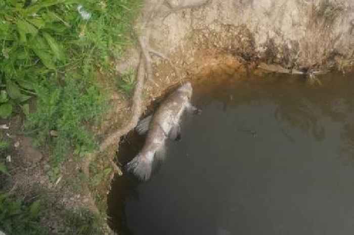 Dead fish found floating in Earlswood Lakes as Environment Agency answers fears about sewage