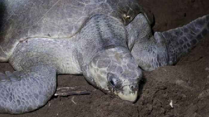 Sea turtles get legal rights in Panama