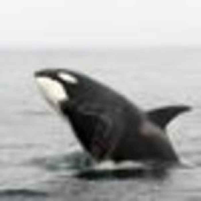 Killer whales deliberately hitting boats causing some to sink