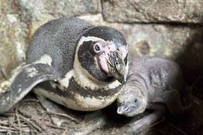Rare Humboldt penguin chick hatches at Sewerby Zoo, to the delight of keepers