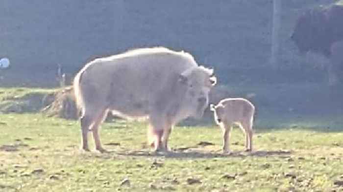 A rare white bison was born at a Wyoming state park