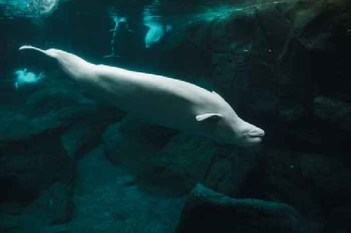Beluga whale fitted with Russian military harness spotted off coast of Norway