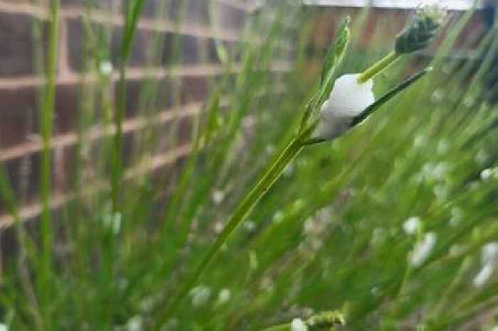 Warning to report froth that could spread disease on garden plants