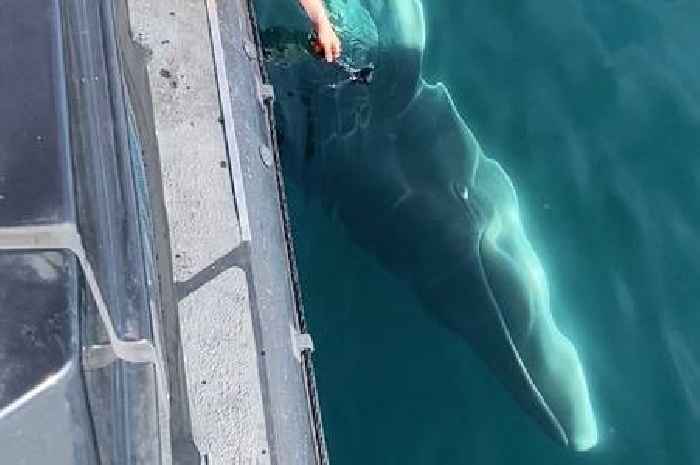Moment curious whale swims up to Scots on boat in 'very special encounter'