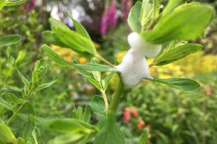 Warning not to touch 'harmful' froth that appears on garden plants in summer