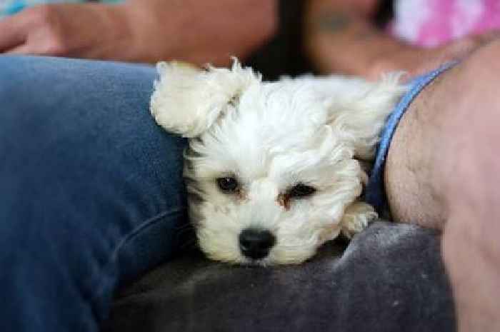 Puppy from Cornwall 'nearly dies' after getting L4 vaccine