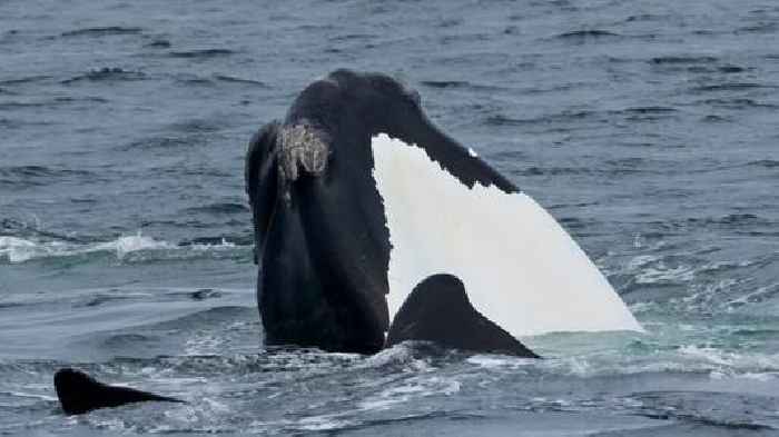 Scientists propose maritime changes to reduce whale deaths