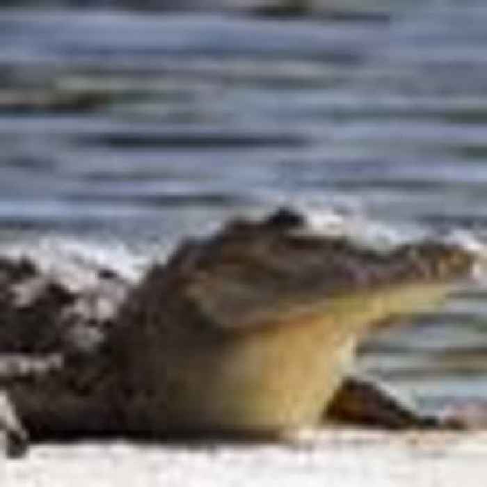 Crocodile found to have made herself pregnant