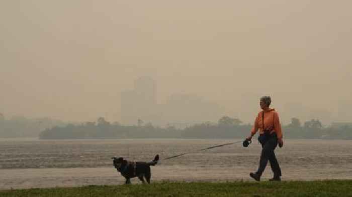 How to protect pets from wildfire smoke