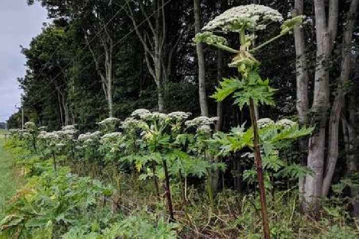Identifying giant hogweed as warned issued that plant flowering in June and July is toxic to people and dogs