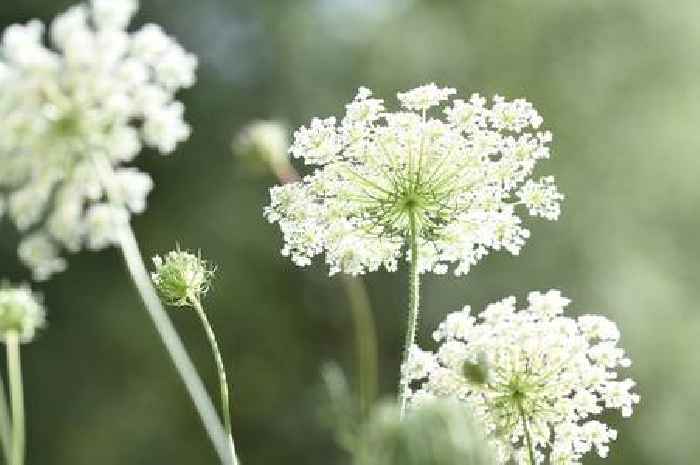 Identifying giant hogweed as people warned that plant flowering in June and July is toxic to them and dogs