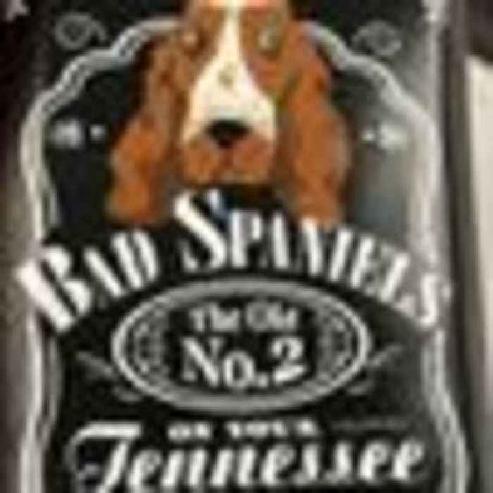 'Bad Spaniels' dog toy cannot mimic Jack Daniel's, Supreme Court rules