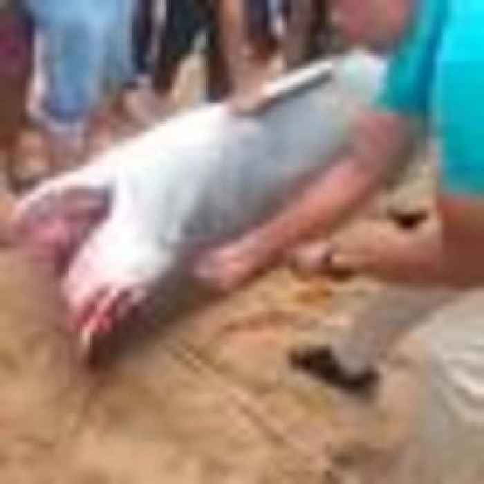 Russian man mauled to death by tiger shark off Egypt's Red Sea coast in rare attack