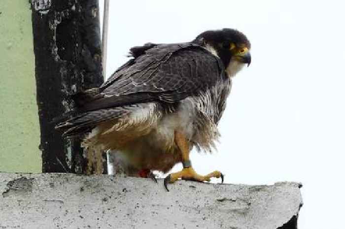 Peregrine falcon that fledged from Salisbury Cathedral Tower spotted in Welwyn Garden City