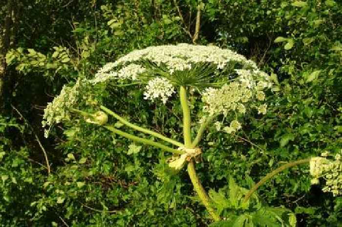 Where dangerous Giant hogweed that can cause burns has been found in Cambridgeshire