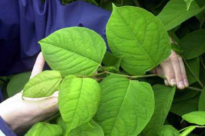 How to clear Japanese Knotweed, Giant Hogweed and other invasive weeds without damaging your home
