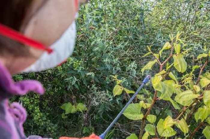 How to clear Japanese knotweed, giant hogweed and other invasive weeds without damaging your home