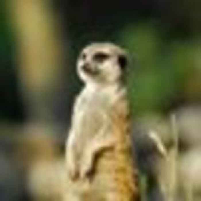 Meerkats die at zoo following exposure to unknown toxin from ID dye