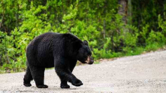 Bear attack reportedly leaves 1 person dead in Arizona