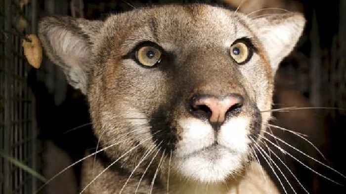Mountain lion P-22 was severely ill before his death, necropsy says