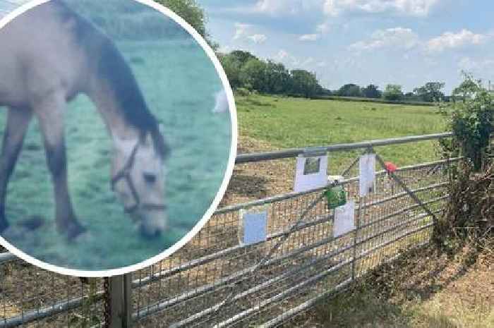 Tributes to popular horse at beauty spot who has died - run free, run wild, Charlie