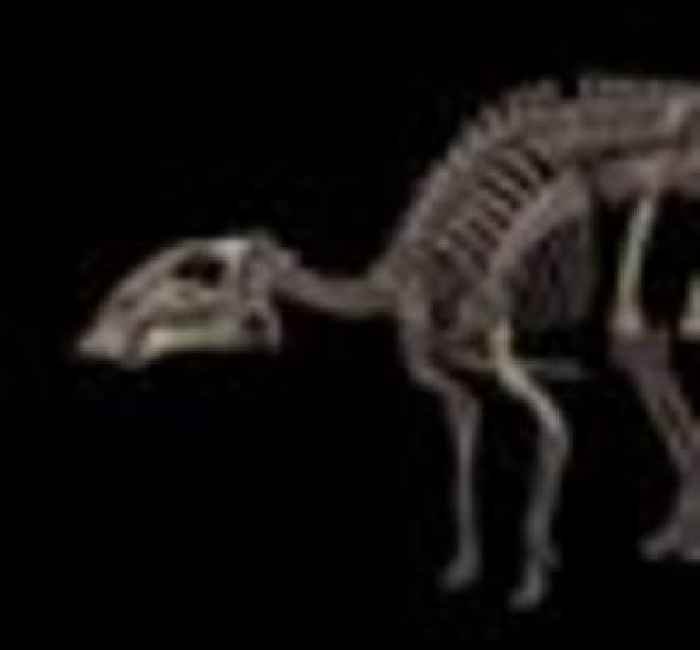New species of duck-billed dinosaur found in Chile after decades-long investigation