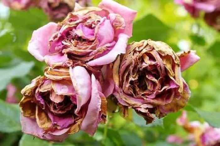 Chelsea Flower Show gardener explains why your roses are dying and gives tips on how to stop it
