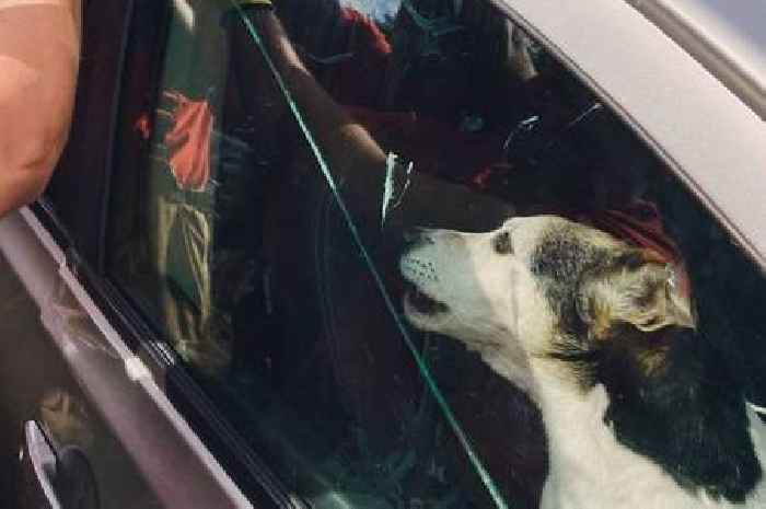 Jack Russell rescued from car with 'air conditioning on'