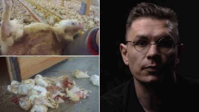  Shocking Footage: Lidl Accused of Animal Cruelty by UK Farm Whistleblower
