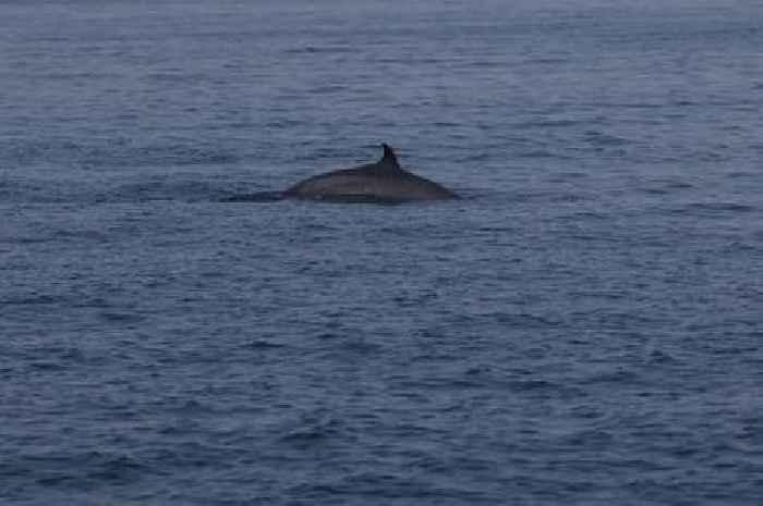 Rare sighting of a Minke whale off the coast of Wales