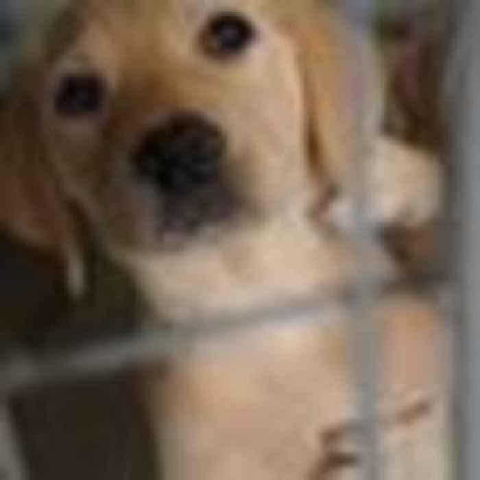 Labour to force Tory MPs to support return of animal rights bill