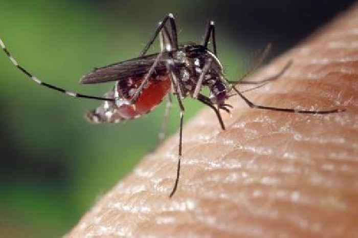 EU holiday warning over dengue, chikungunya, yellow fever, zika and West Nile