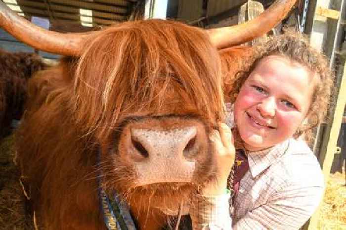 Mid Devon farmers triumph at Three Counties Show, showcasing rare Highland and Riggit Galloway Breeds