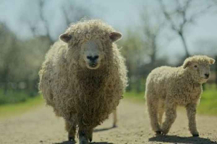 South West's rare farm breeds celebrated at Lost Gardens of Heligan