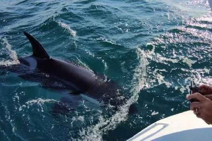 Orca 'rams into fishing boat' off Scottish coast in UK first