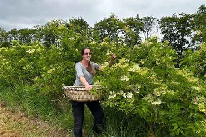 Bolsover woman earning up to £150 a day picking elderflowers for Belvoir Farm soft drinks