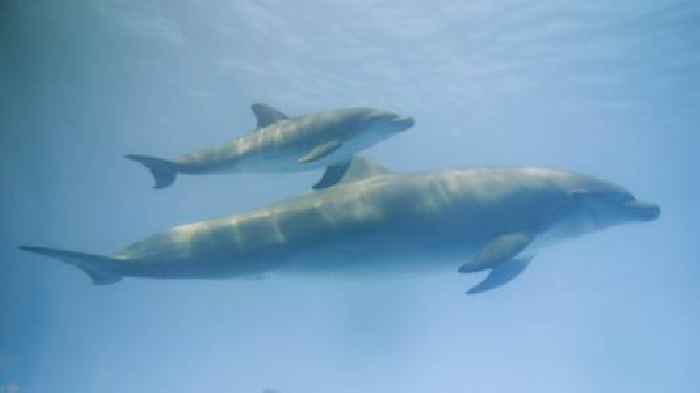 Dolphin mothers use 'baby talk' with offspring, study finds