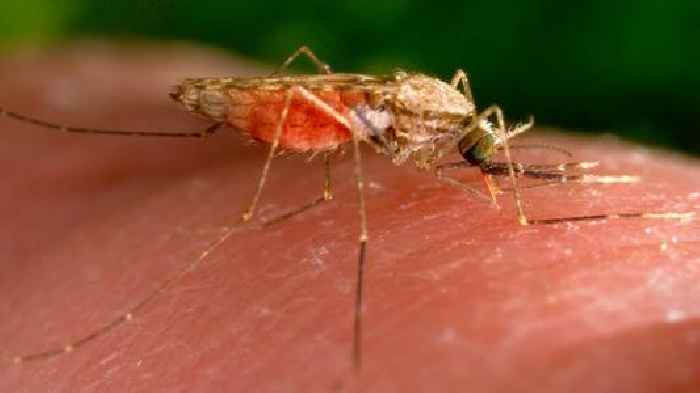 Malaria cases in Texas and Florida are the first US spread since 2003