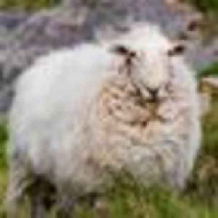 Police appeal after sheep shot with arrow