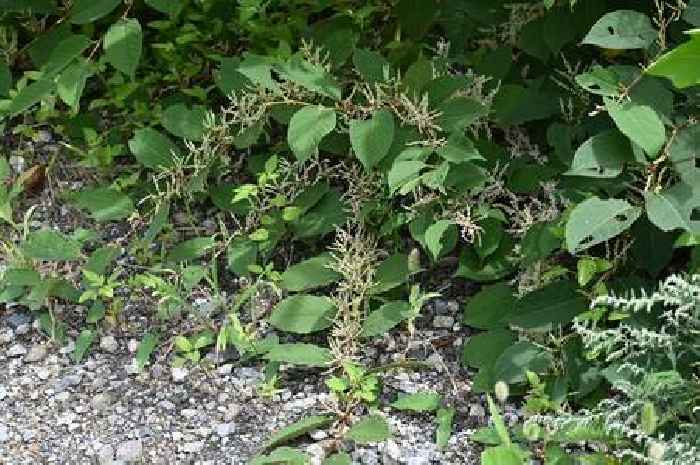 Expert's tips for killing invasive garden weeds that thrive during summer months