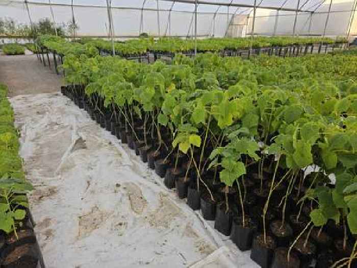 ECO Allies & Climate Cure Planting Supergreentrees at Rancho San Miguel de la Soledad in Chihuahua, Mexico