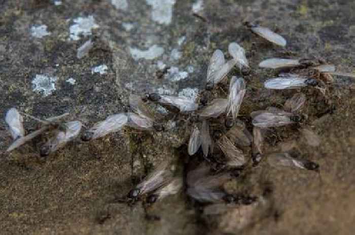 'Chaos' as flying ant day arrives in UK as swarms of winged insects spotted