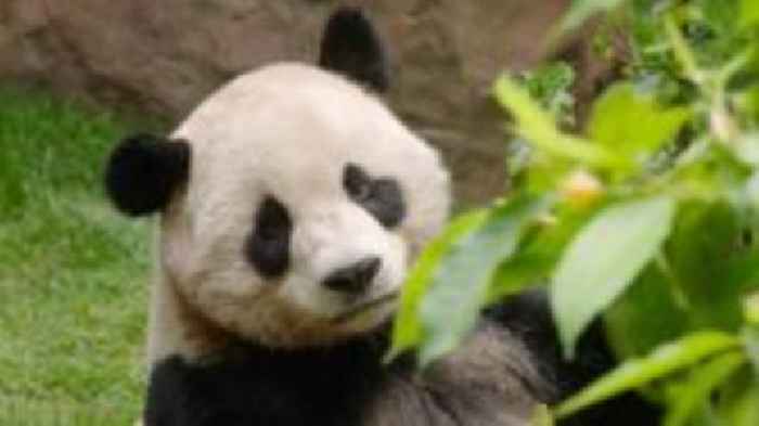 San Diego Zoo pandas make official debut