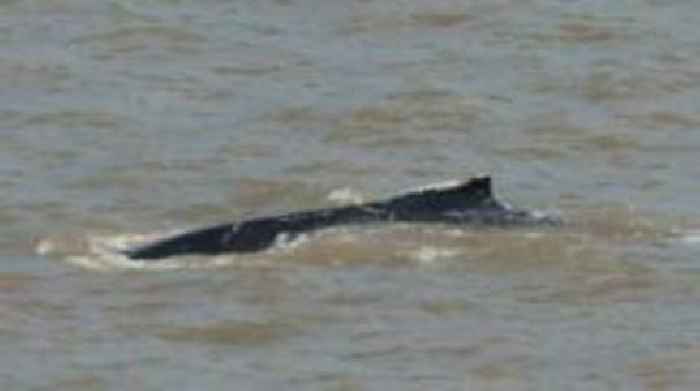 Humpback whale tracked off East Yorkshire coast