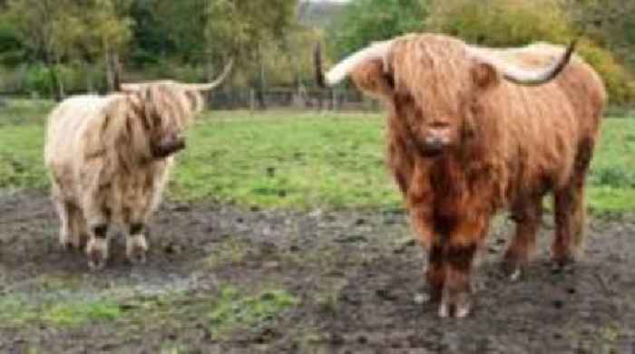 Online scammers put country park Highland cows up for sale