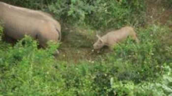 Black rhino raised in Yorkshire has calf in Rwanda