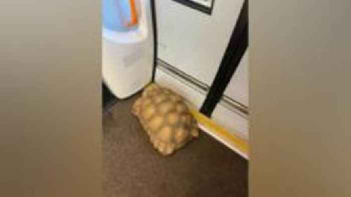 Tortoise on railway tracks causes train delays