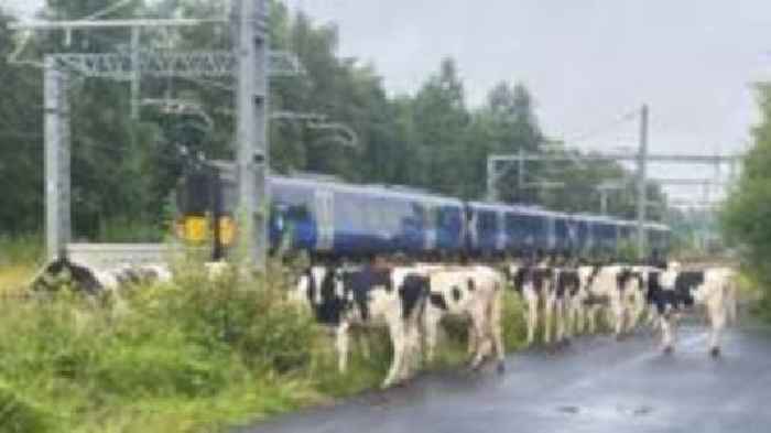 Train delays as herd of cows wanders on to railway line