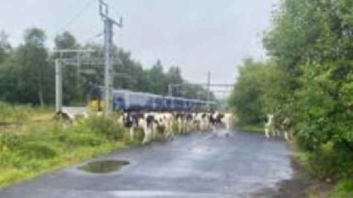 Train delays as herd of cows wanders onto railway line
