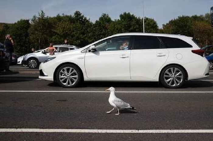 Seagulls 'drunk' on flying ants causing chaos and traffic issues during UK heatwave